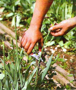 Samenkapseln bei Tulpen abschneiden