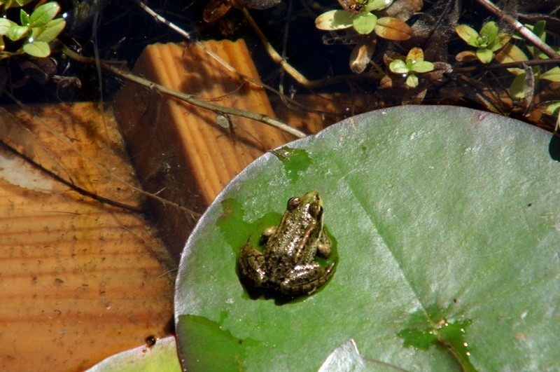 Frosch